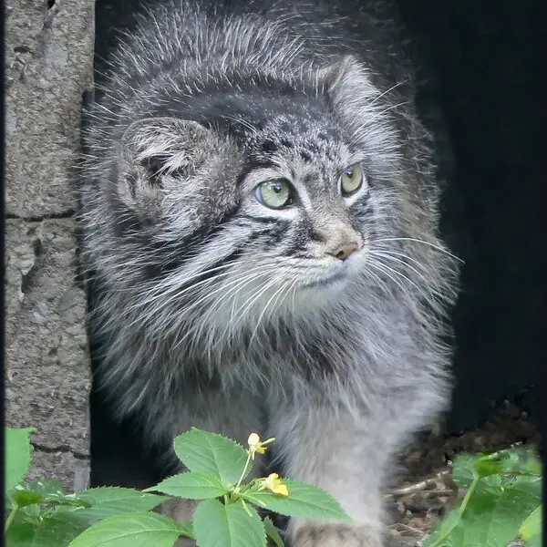 リガ動物園のマヌルネコ（2006年生まれ）の写真