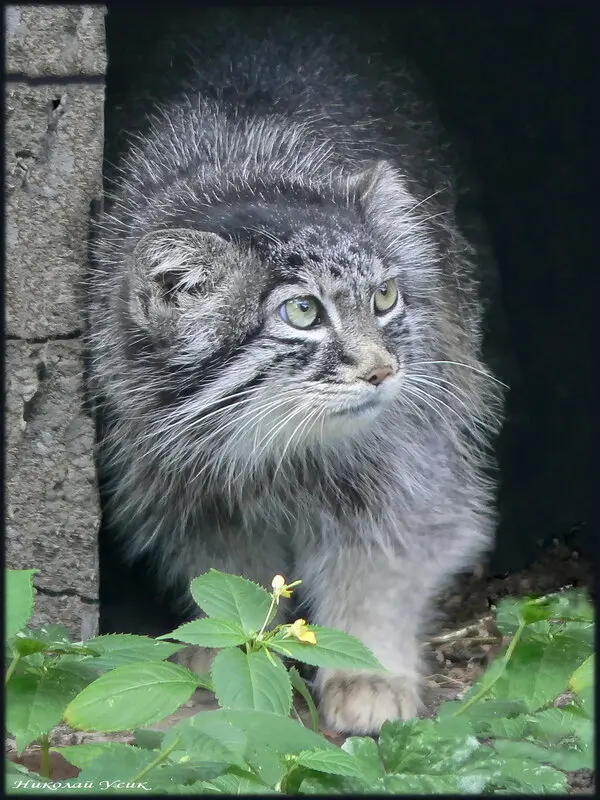 リガ動物園のマヌルネコ（2006年生まれ）の写真