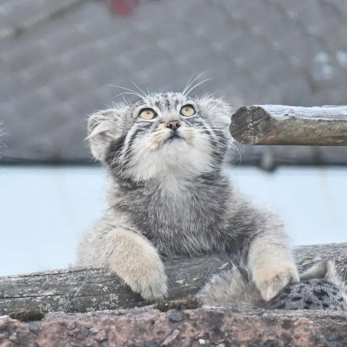 コルケアサーリ動物園のステンの写真