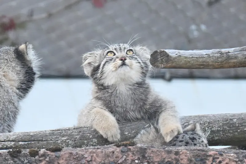 コルケアサーリ動物園のステンの写真