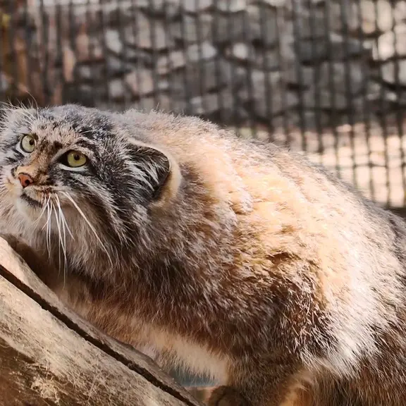 ノヴォシビルスク動物園のマヌルネコの写真