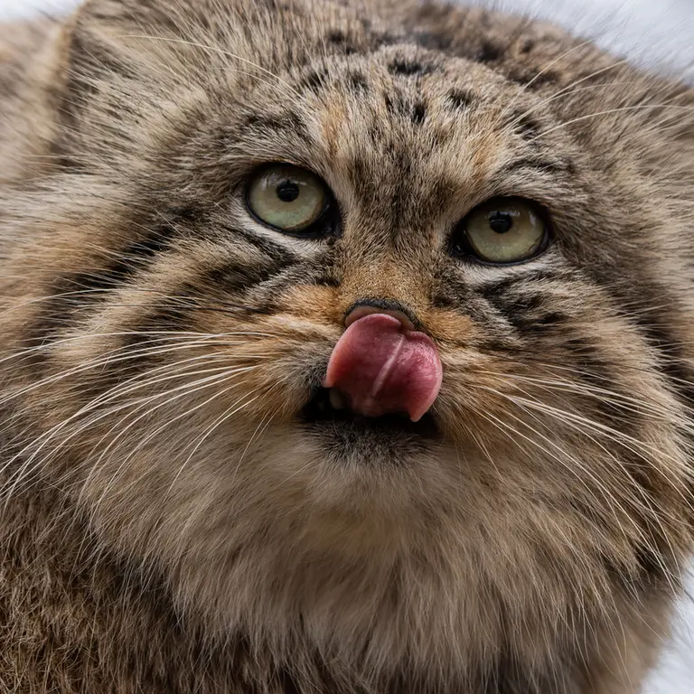 ブルノ動物園のマヌの写真