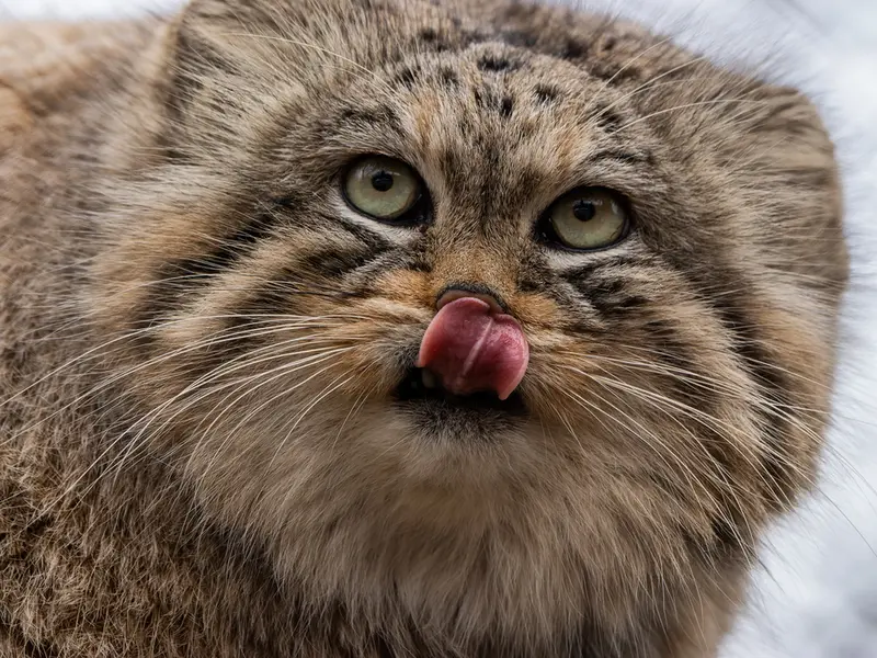 ブルノ動物園のマヌの写真