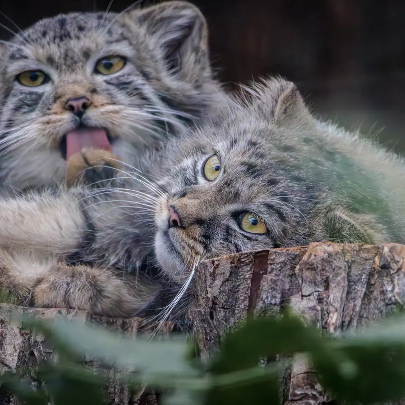 レニングラード動物園のマヌルネコの写真