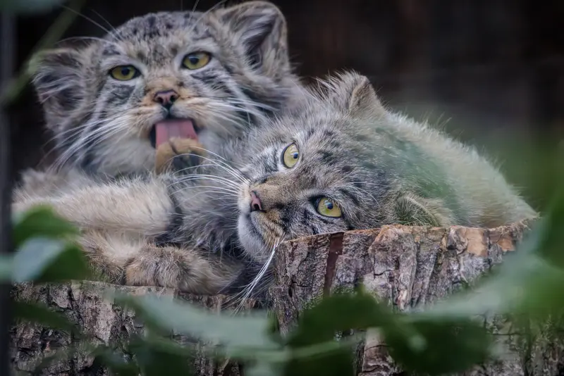 レニングラード動物園のマヌルネコの写真