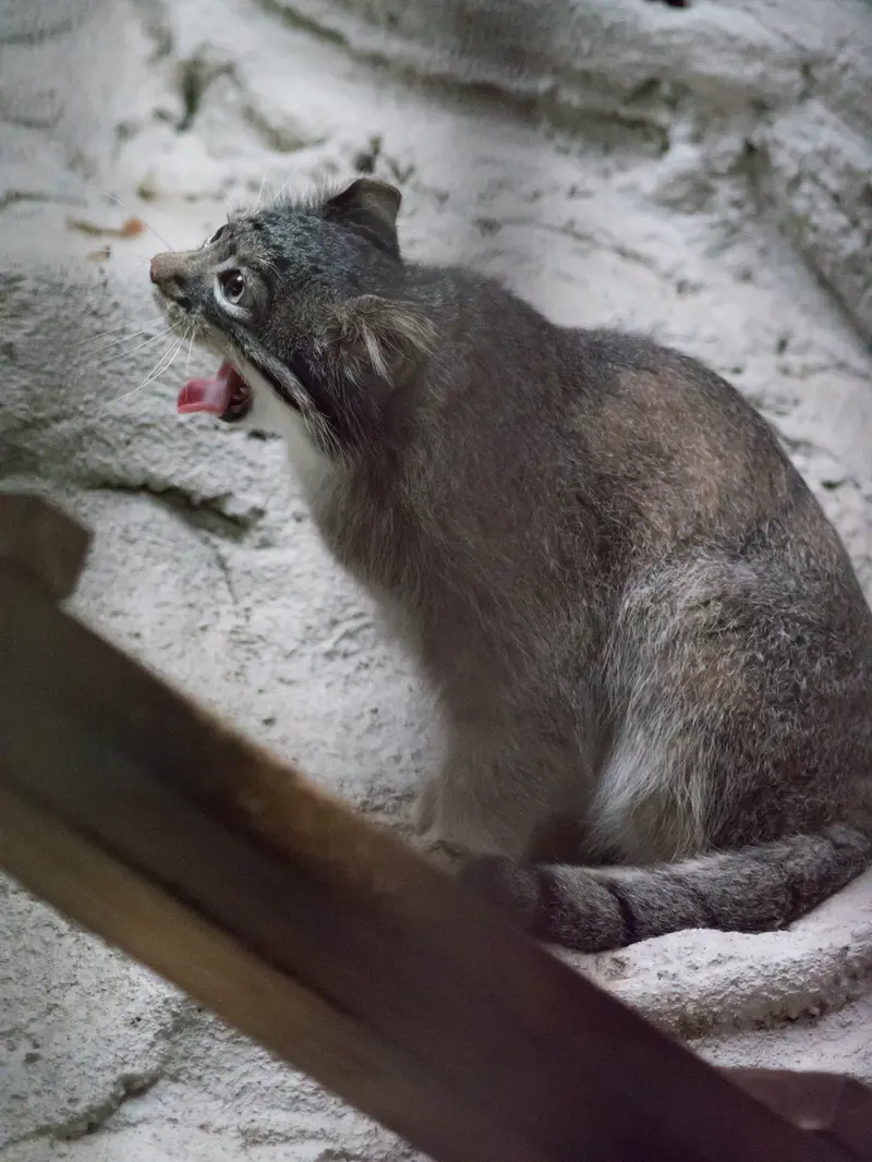 野毛山動物園のフィーガの写真