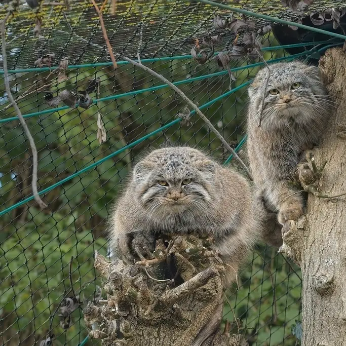 スパイシフィック・ズーのブフタとロザリーの写真