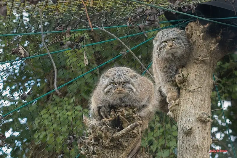 スパイシフィック・ズーのブフタとロザリーの写真