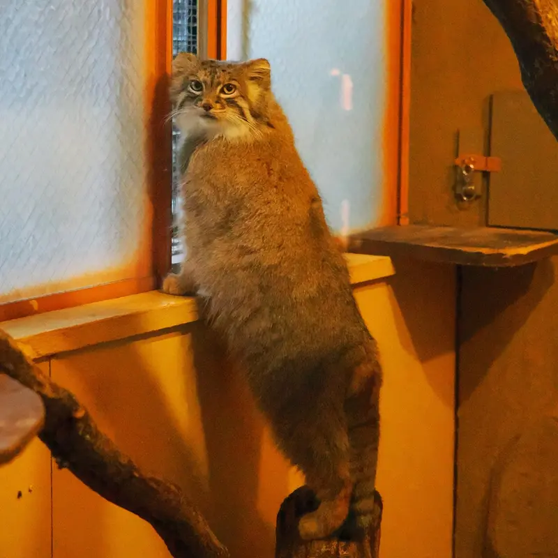 埼玉県こども動物自然公園のオリーヴァの写真