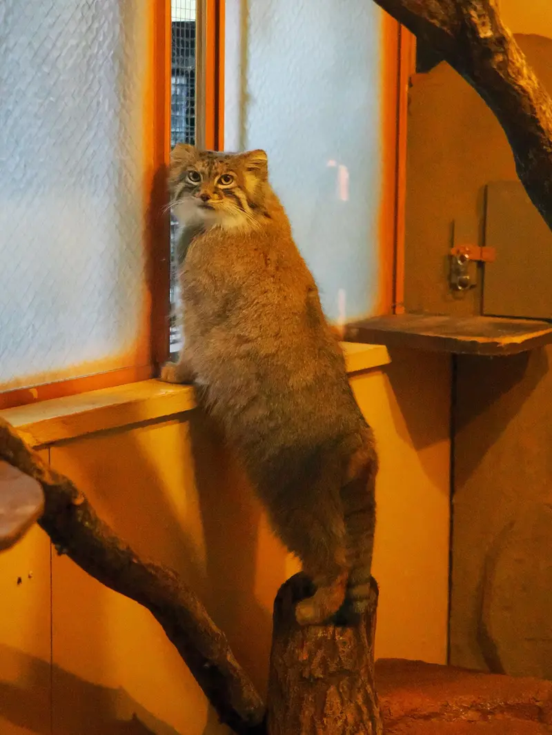 埼玉県こども動物自然公園のオリーヴァの写真