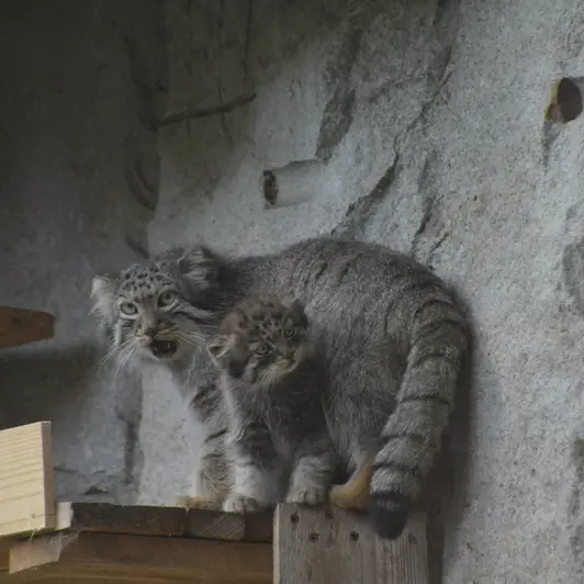 モスクワ動物園のヴァルヴァラとダーライの写真