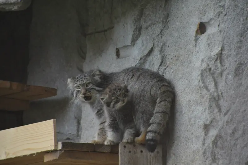 モスクワ動物園のヴァルヴァラとダーライの写真