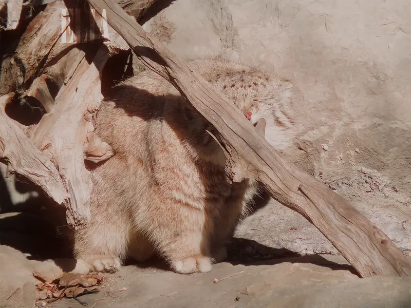 カルガリー動物園 / ワイルダー研究所のオラフの写真