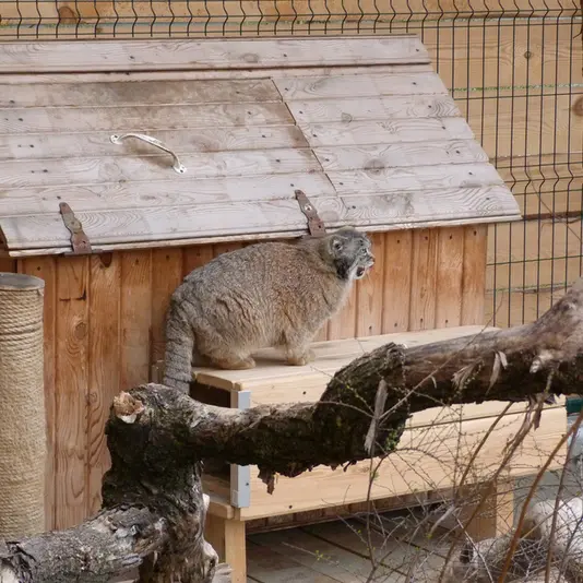 バルナウル動物園「レースナヤ・スカースカ」のペペの写真
