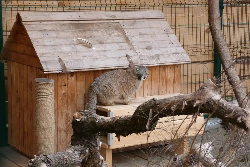 バルナウル動物園「レースナヤ・スカースカ」のペペの写真