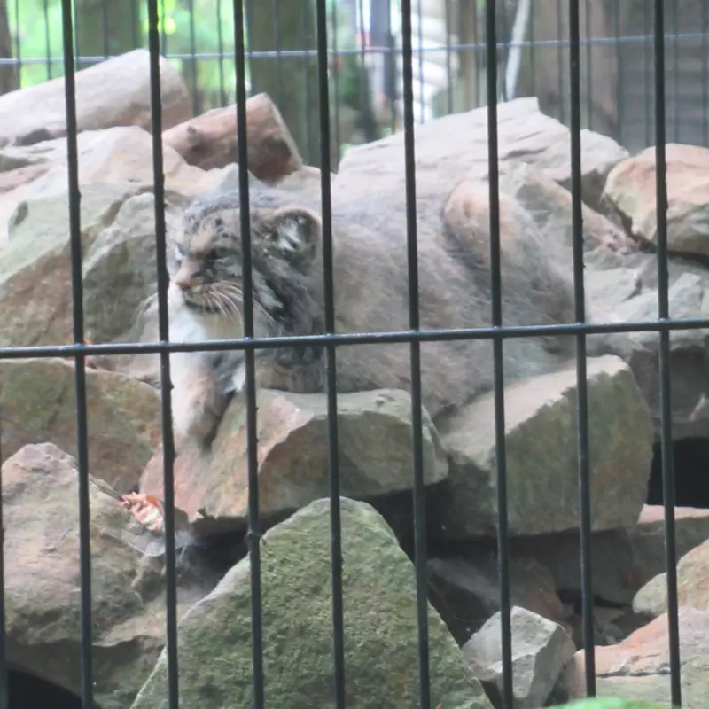 クラクフ動物園のマヌエルの写真