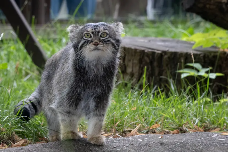 モスクワ動物園のティモフェイの写真