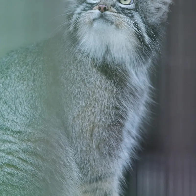 野毛山動物園のフィーガの写真