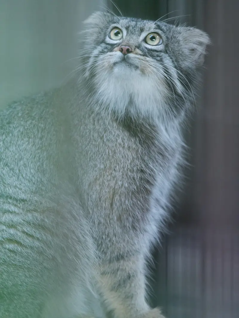 野毛山動物園のフィーガの写真