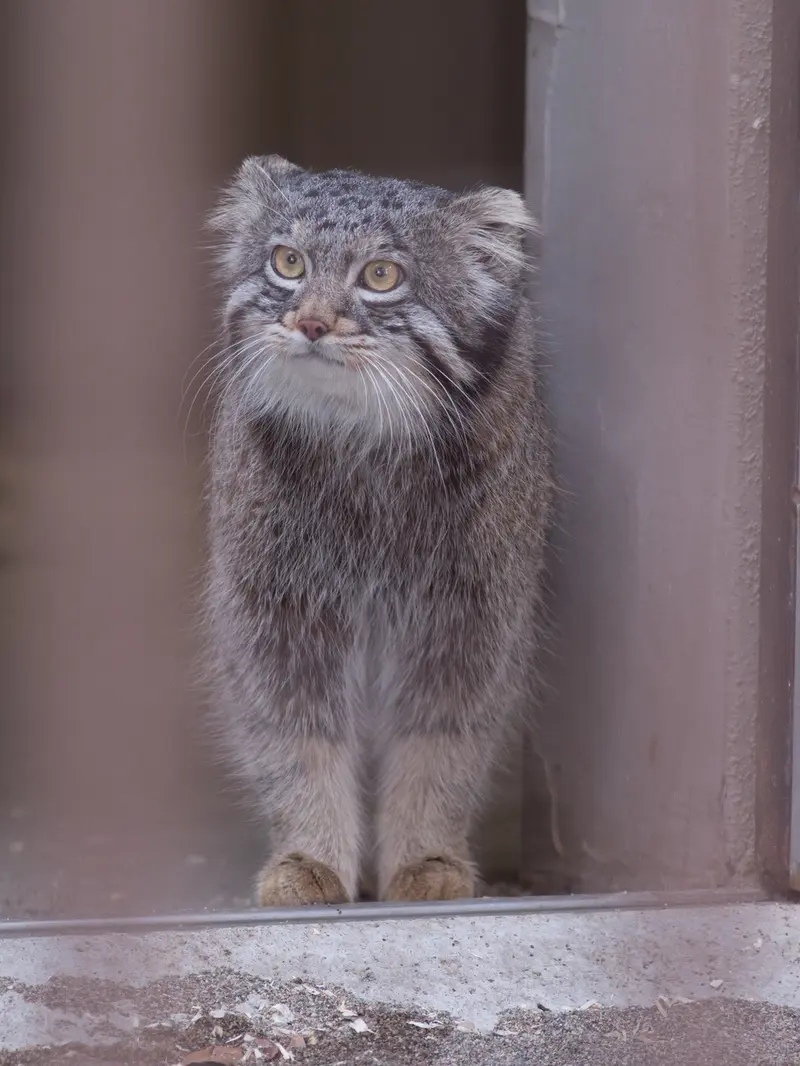 野毛山動物園のフィーガの写真