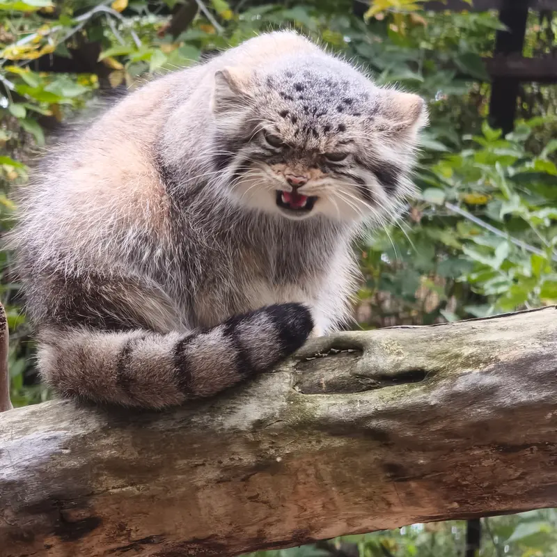 ノヴォシビルスク動物園のイヴの写真