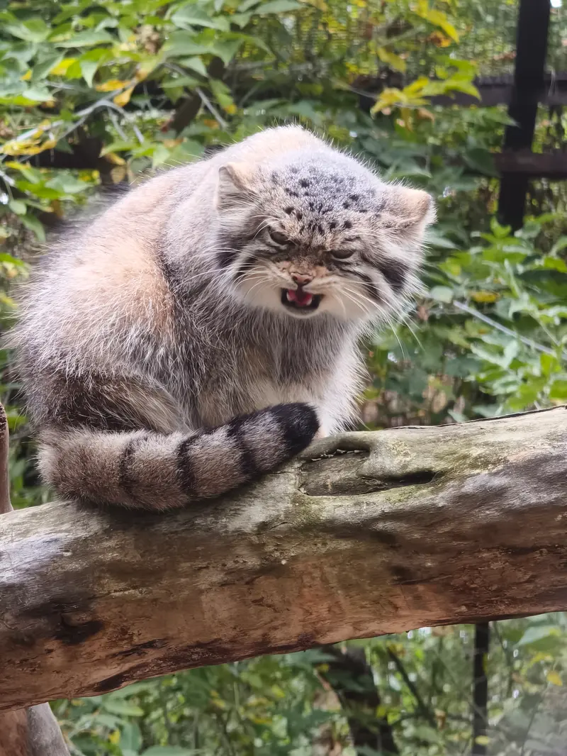 ノヴォシビルスク動物園のイヴの写真