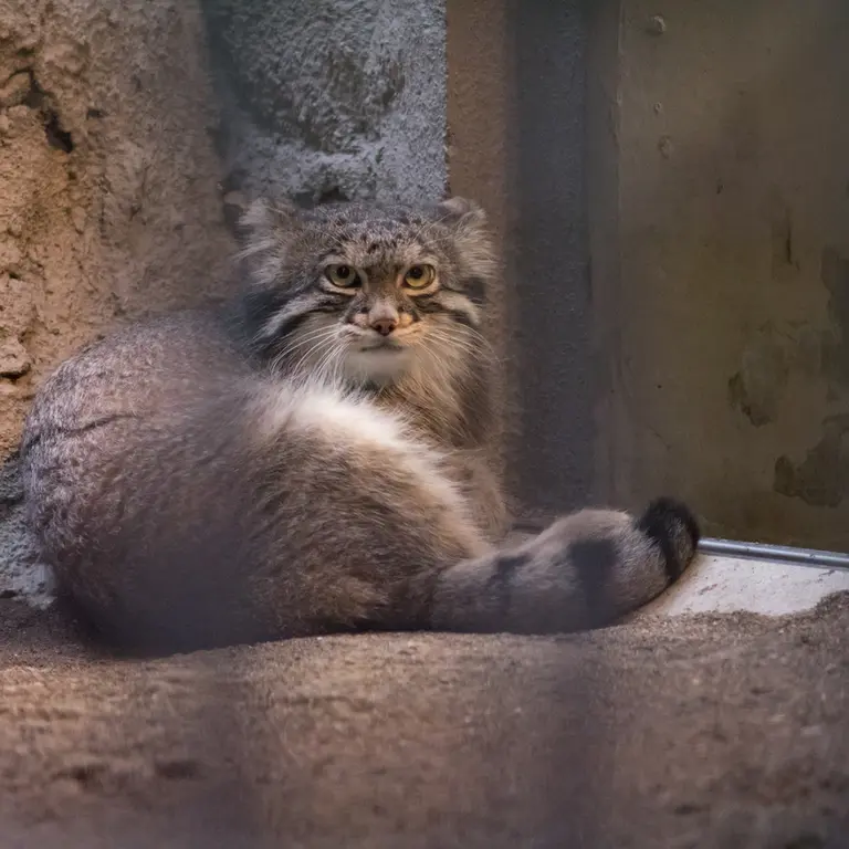 野毛山動物園のフィーガの写真