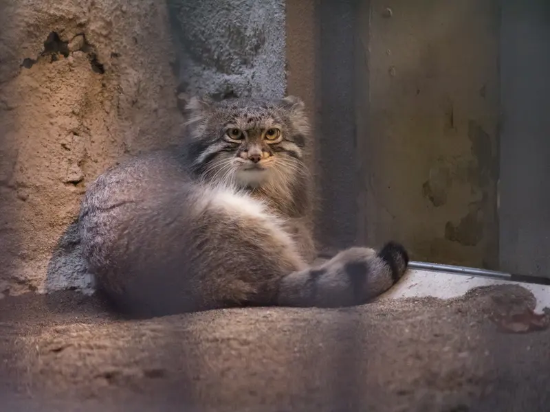 野毛山動物園のフィーガの写真