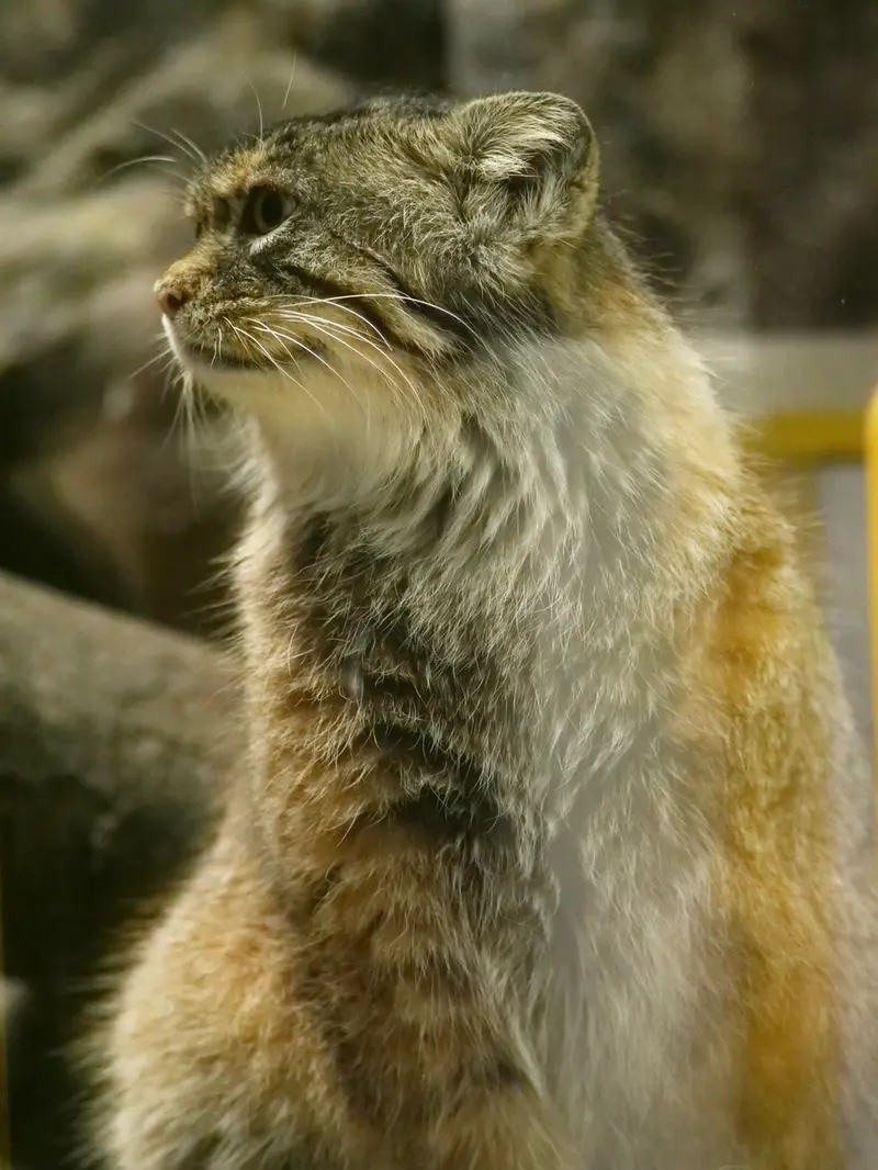 恩賜上野動物園のプリームラの写真