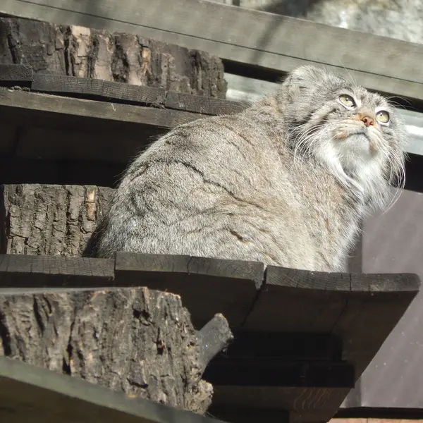 モスクワ動物園のティモフェイの写真