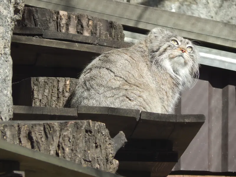 モスクワ動物園のティモフェイの写真