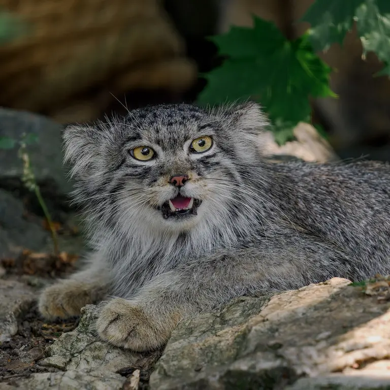 ブルノ動物園のアリウナーの写真