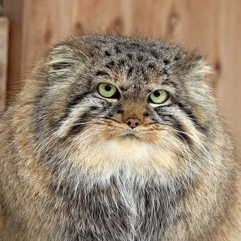 ノヴォシビルスク動物園のマヌルネコのガビ