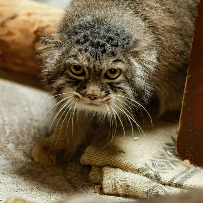 恩賜上野動物園のサフランの写真
