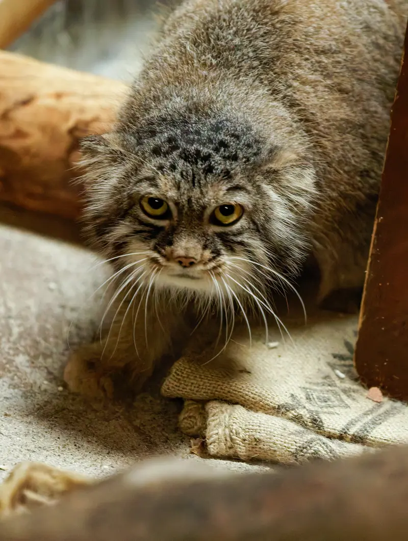 恩賜上野動物園のサフランの写真