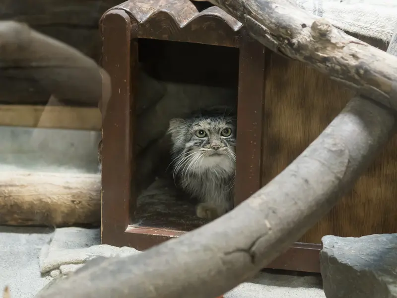 恩賜上野動物園のサフランの写真
