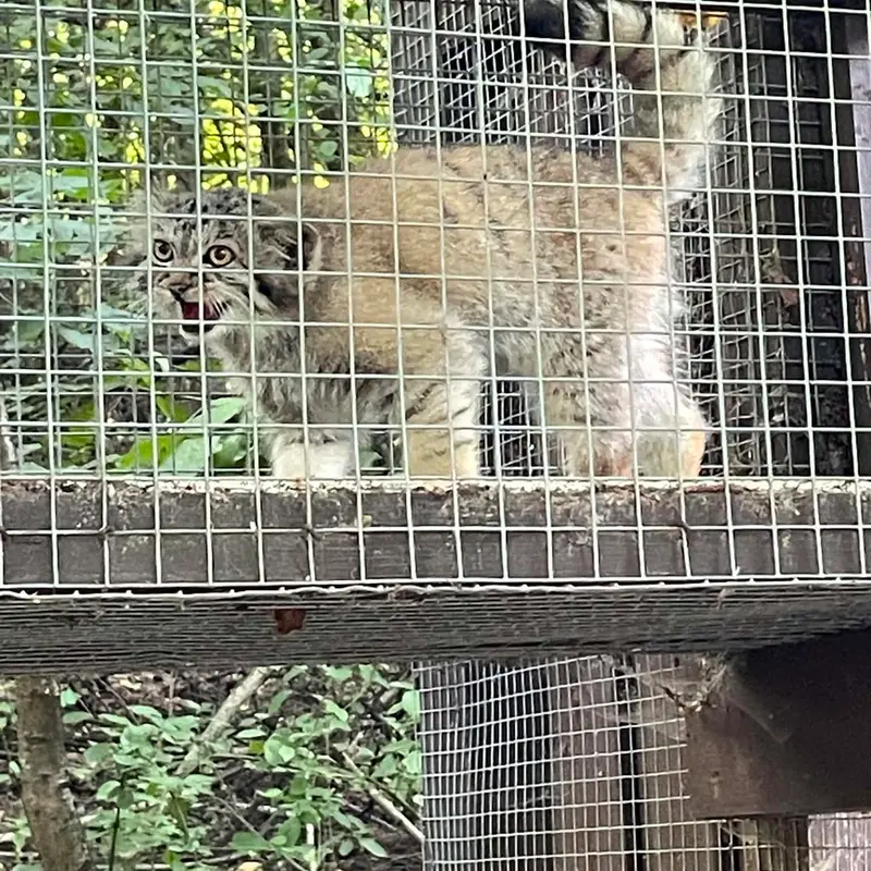コシツェ動物園のアラニの子（2026年生まれ）Ⅱの写真