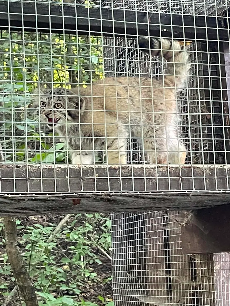 コシツェ動物園のアラニの子（2026年生まれ）Ⅱの写真