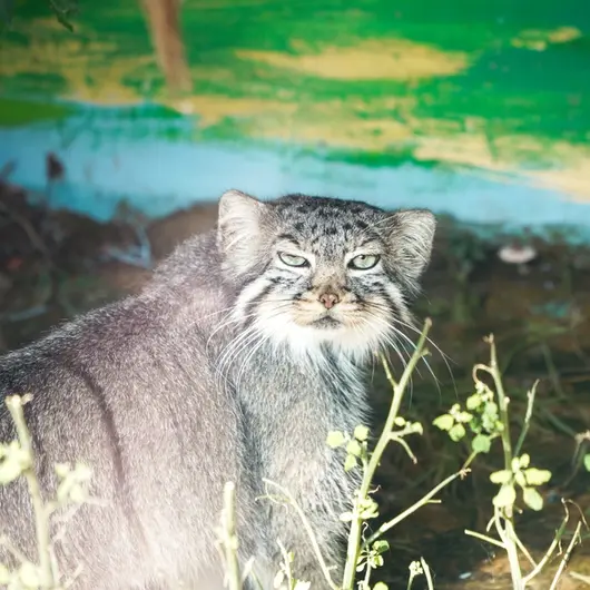 青海チベット高原野生動物園のスン・シャンシャンの写真