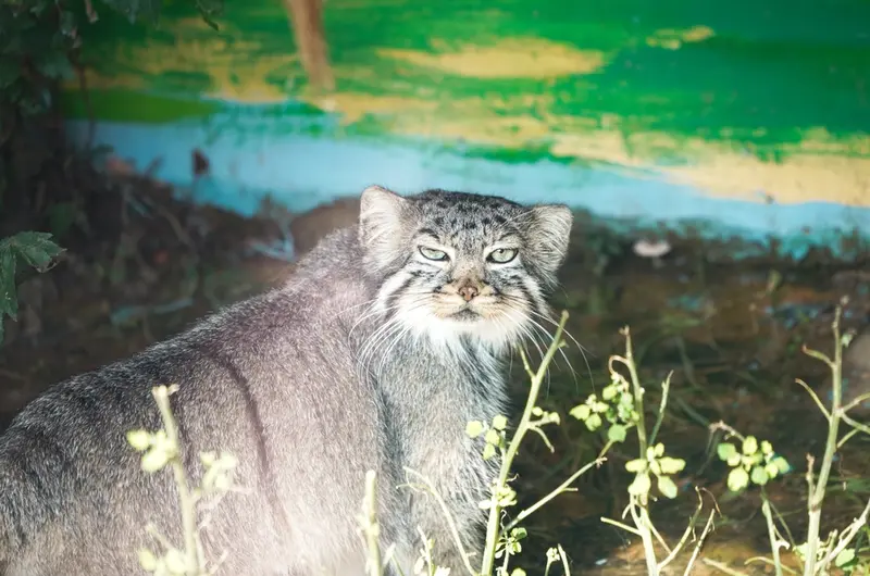 青海チベット高原野生動物園のスン・シャンシャンの写真