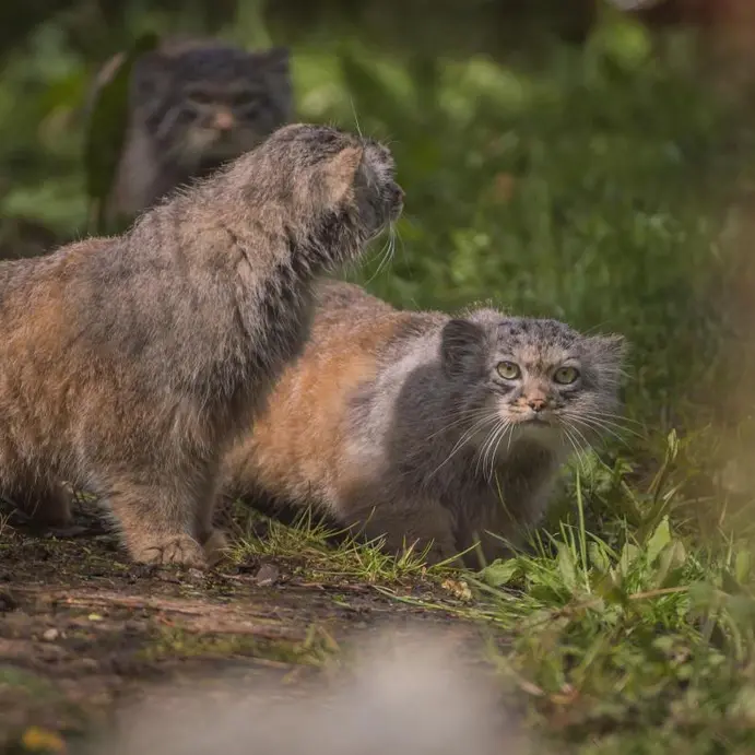 チェスター動物園のマヌルネコの写真
