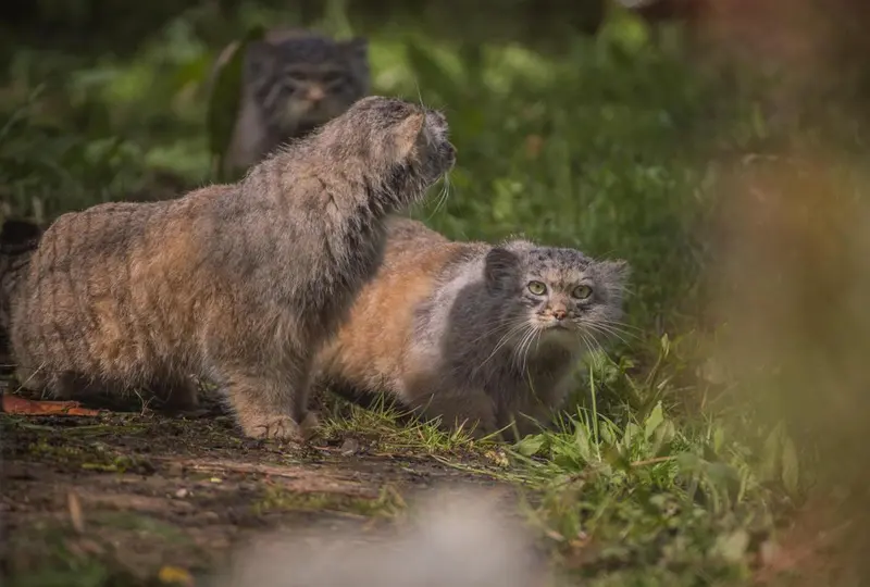 チェスター動物園のマヌルネコの写真