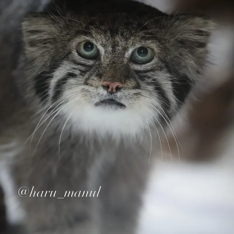 恩賜上野動物園のクリョンの写真