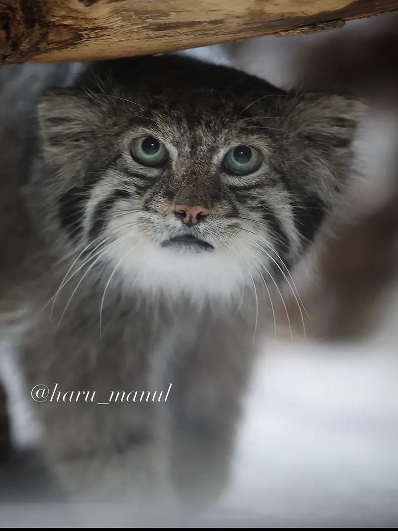 恩賜上野動物園のクリョンの写真