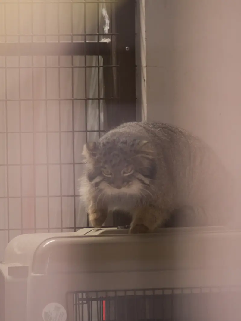 野毛山動物園のフィーガの写真