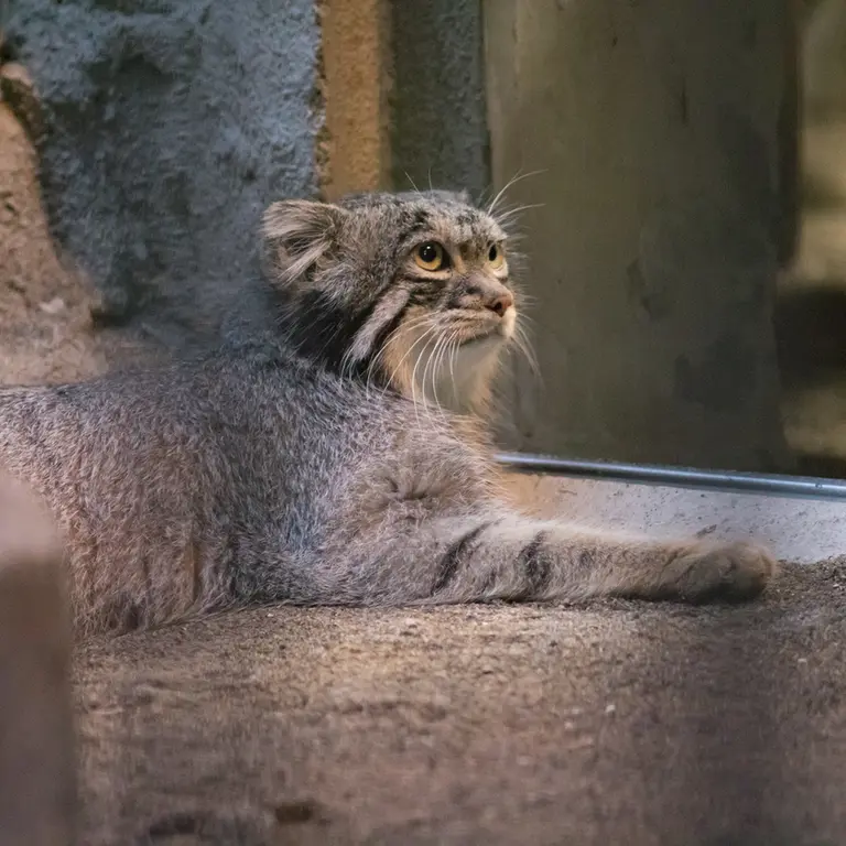 野毛山動物園のフィーガの写真