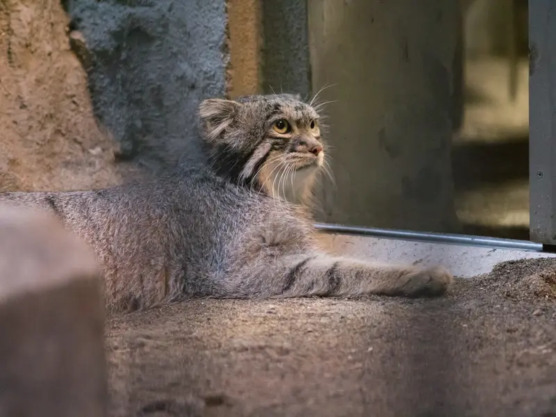 野毛山動物園のフィーガの写真