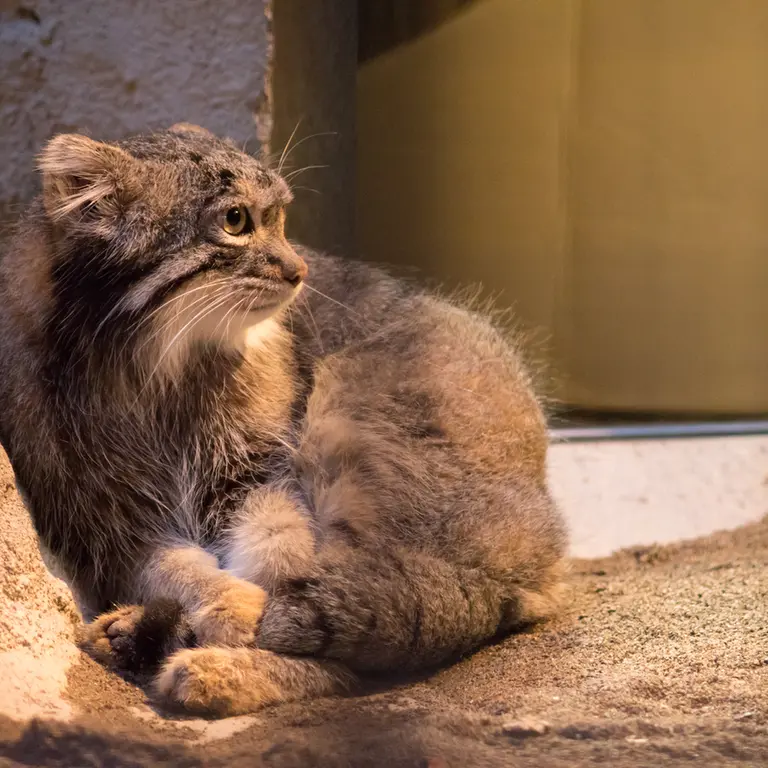 野毛山動物園のフィーガの写真