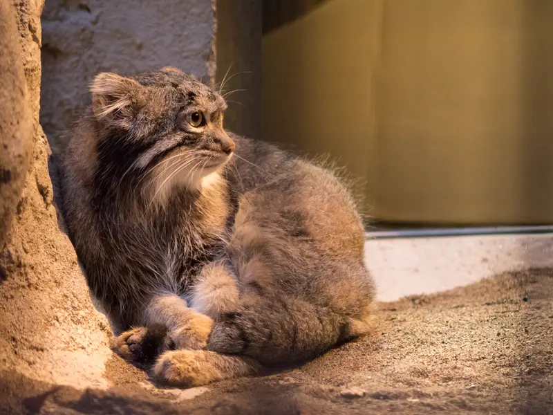 野毛山動物園のフィーガの写真