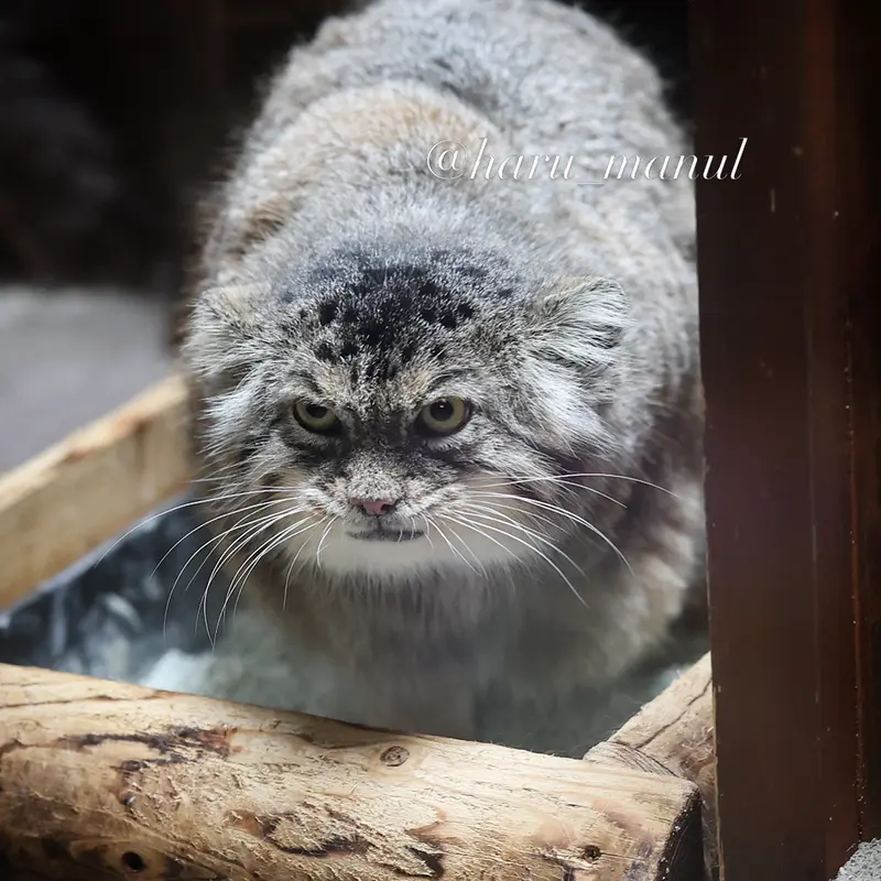 恩賜上野動物園のプリームラの写真